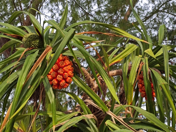 Krabi