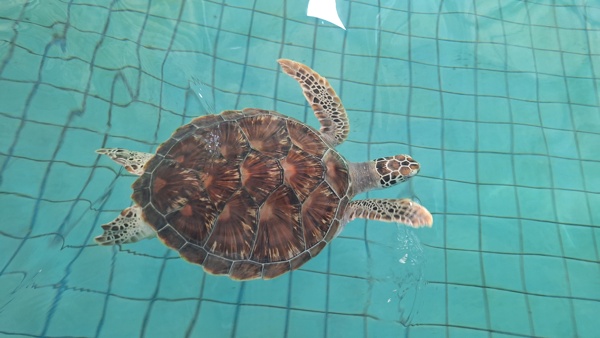 2024-08 Khao Lak Sea Turtle Conservation Center