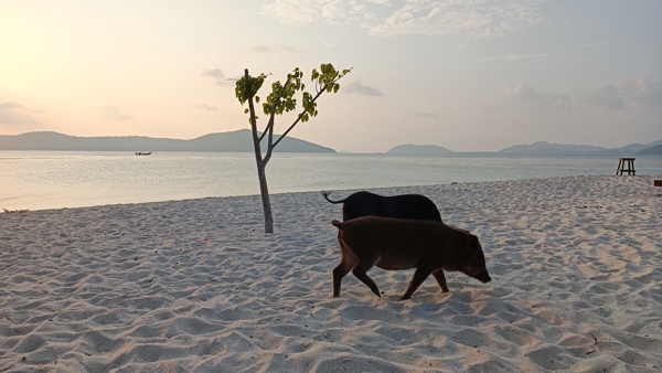 2022-03 Koh Taen